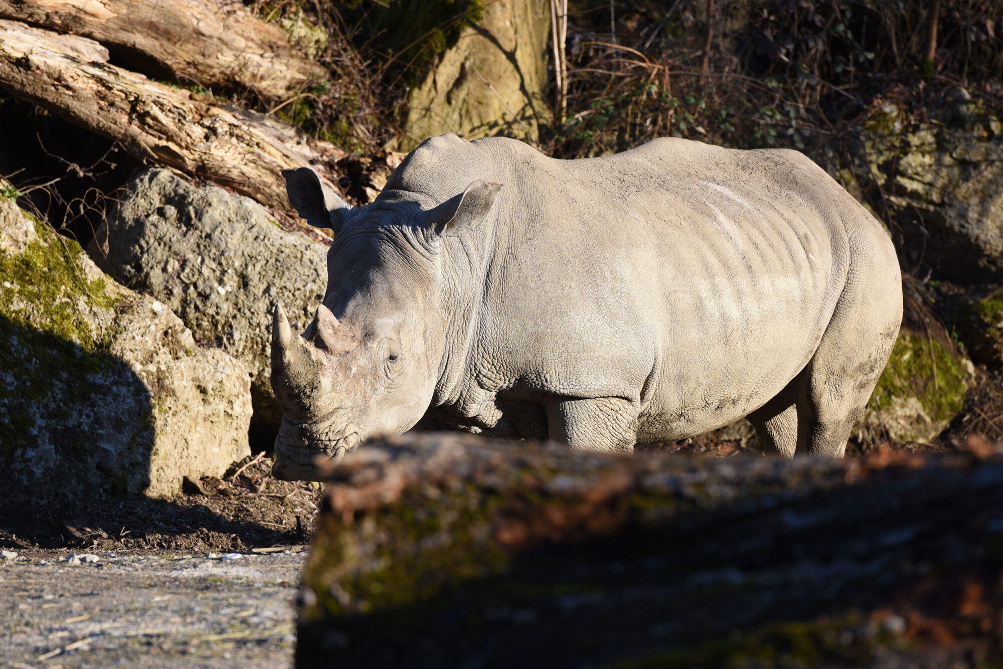 Breitmaul-Nashorn im Zoo Salzburg, Österreich, Europa - White rhinoceros in Salzburg Zoo, Austria, Europe